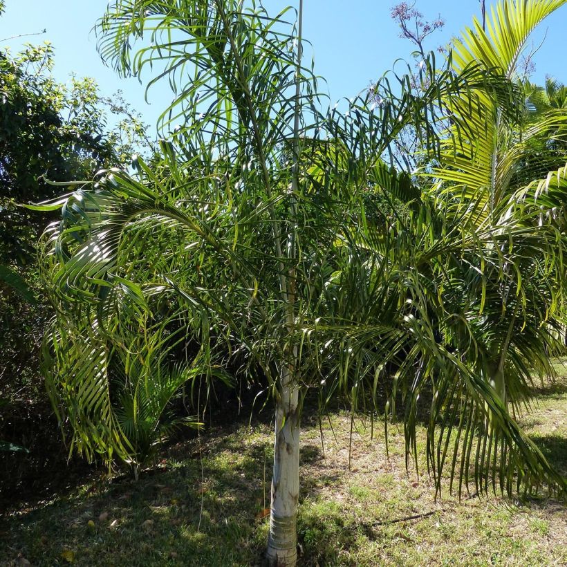 Dypsis plumosa - Palmier plumeux (Port)