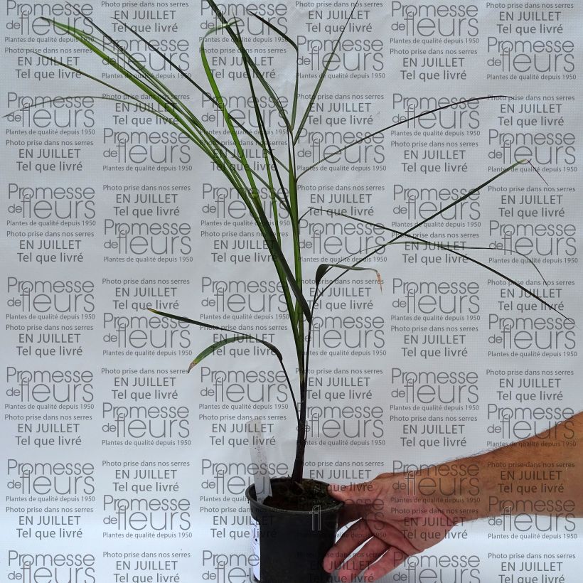 Spécimen de Dypsis plumosa - Palmier plumeux Pot de 12 cm / 13 cm tel que livré en été