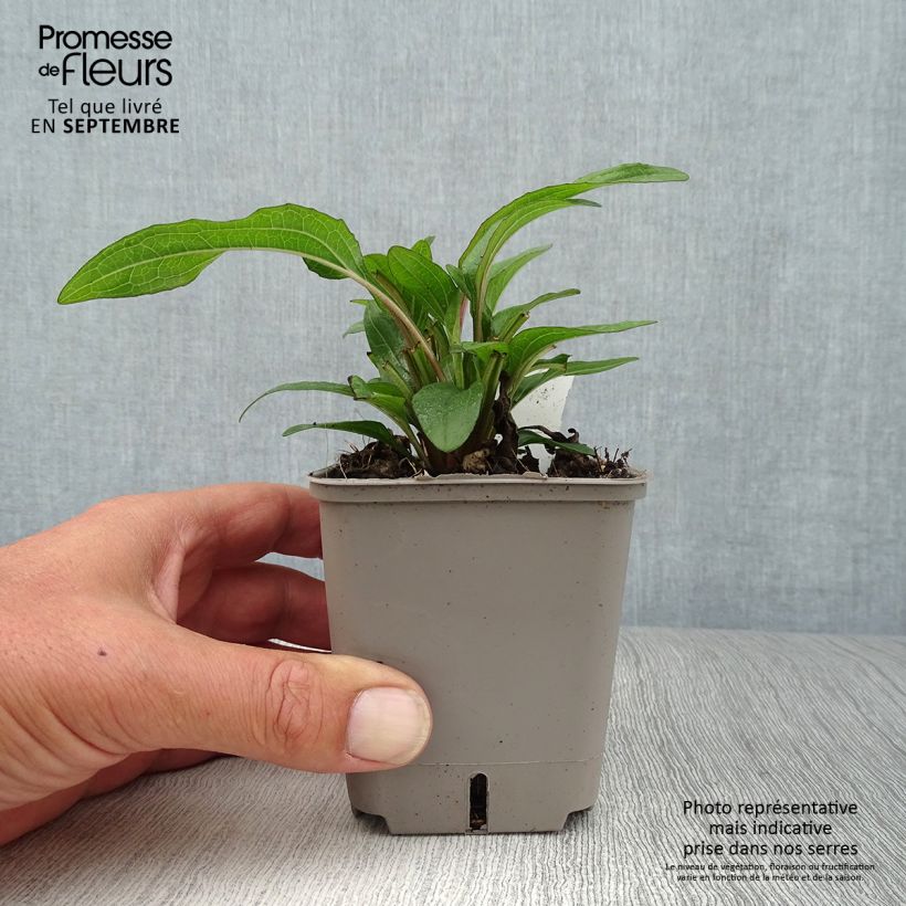 Spécimen de Echinacea Kismet Orange Intense - Echinacée Godet de 8/9 cm tel que livré en automne