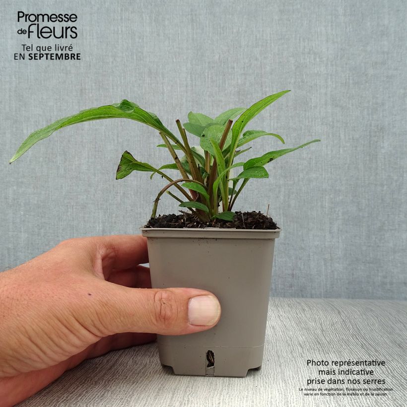 Spécimen de Echinacea Kismet Raspberry - Echinacée Godet de 9cm tel que livré en automne