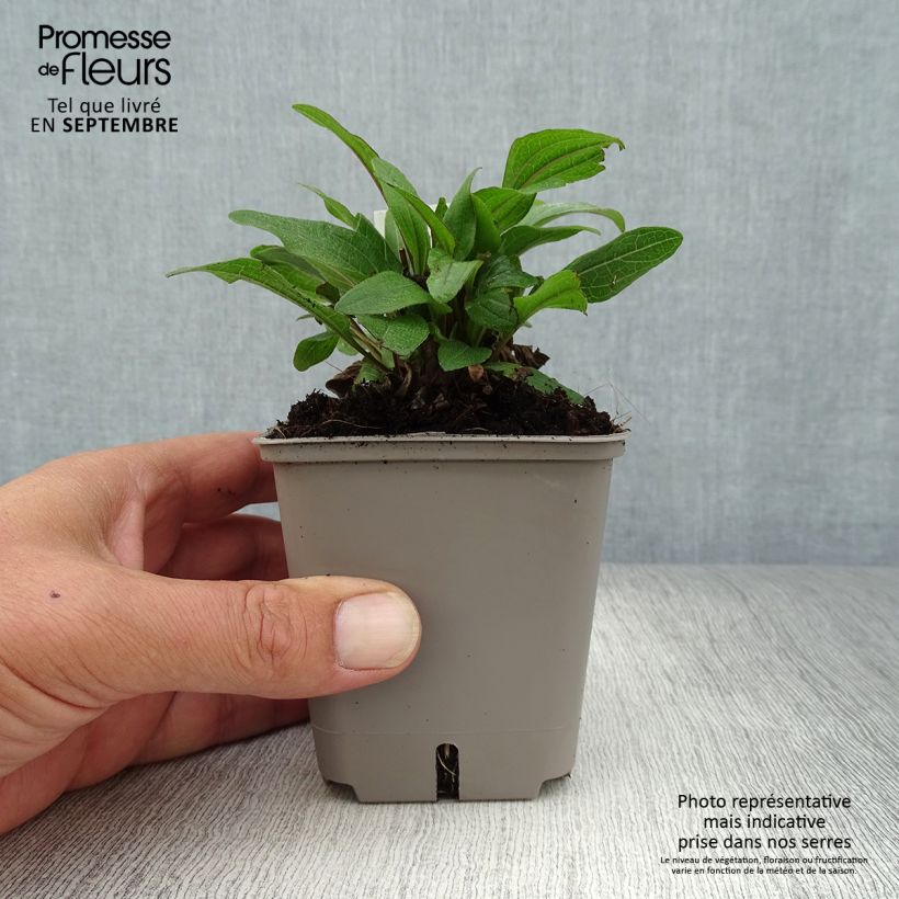 Spécimen de Echinacea Kismet Rouge (Red) - Echinacée Godet de 9cm tel que livré en automne