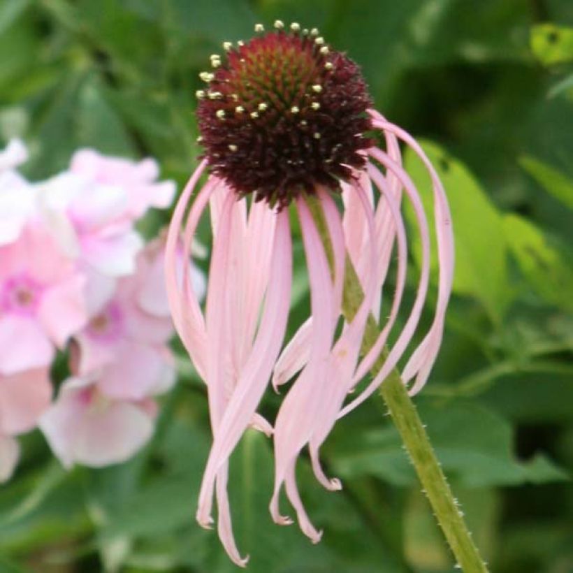 Echinacea pallida - Echinacée (Floraison)