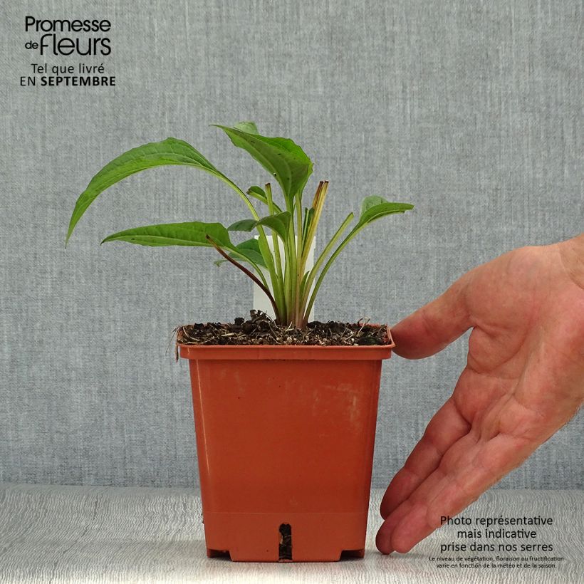 Spécimen de Echinacea purpurea Summer Cocktail tel que livré en automne
