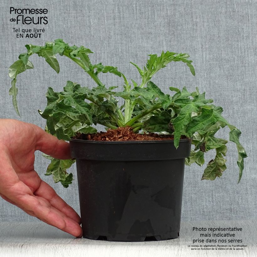 Spécimen de Echinops bannaticus Taplow Blue - Chardon boule en pot de 2L/3L tel que livré en été