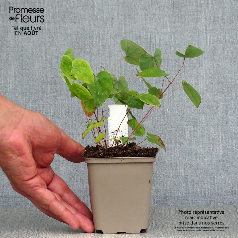 Spécimen de Epimedium acuminatum, Fleur des elfes Godet de 9cm tel que livré en été