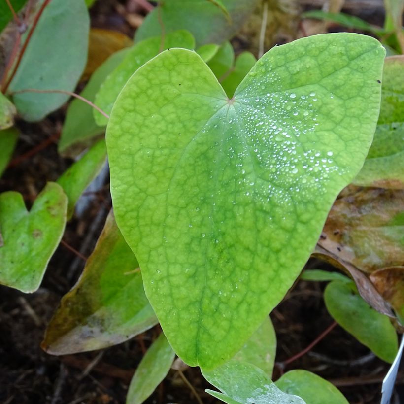 Epimedium acuminatum, Fleur des elfes (Feuillage)