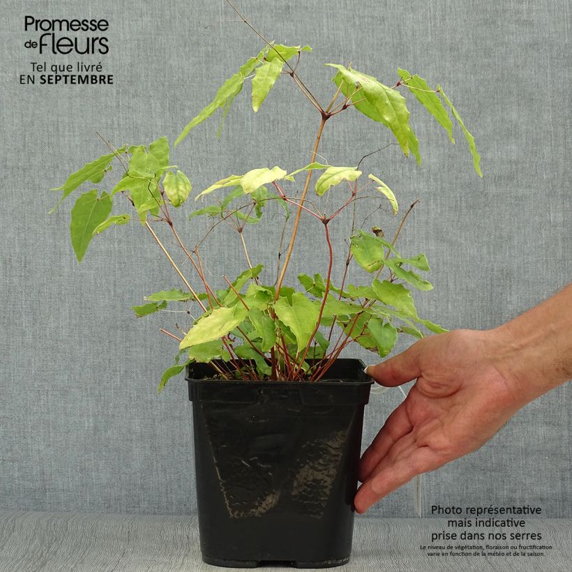 Spécimen de Fleur des Elfes - Epimedium Amber Queen Pot de 3L/4L tel que livré en automne