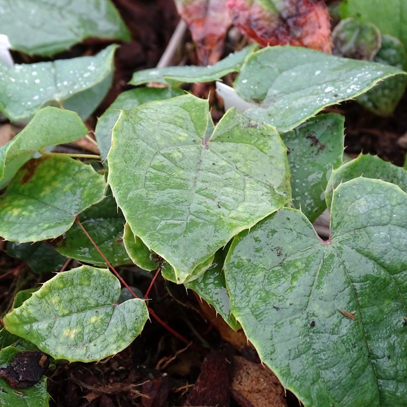 Epimedium brachyrrhizum - Fleur des Elfes (Feuillage)