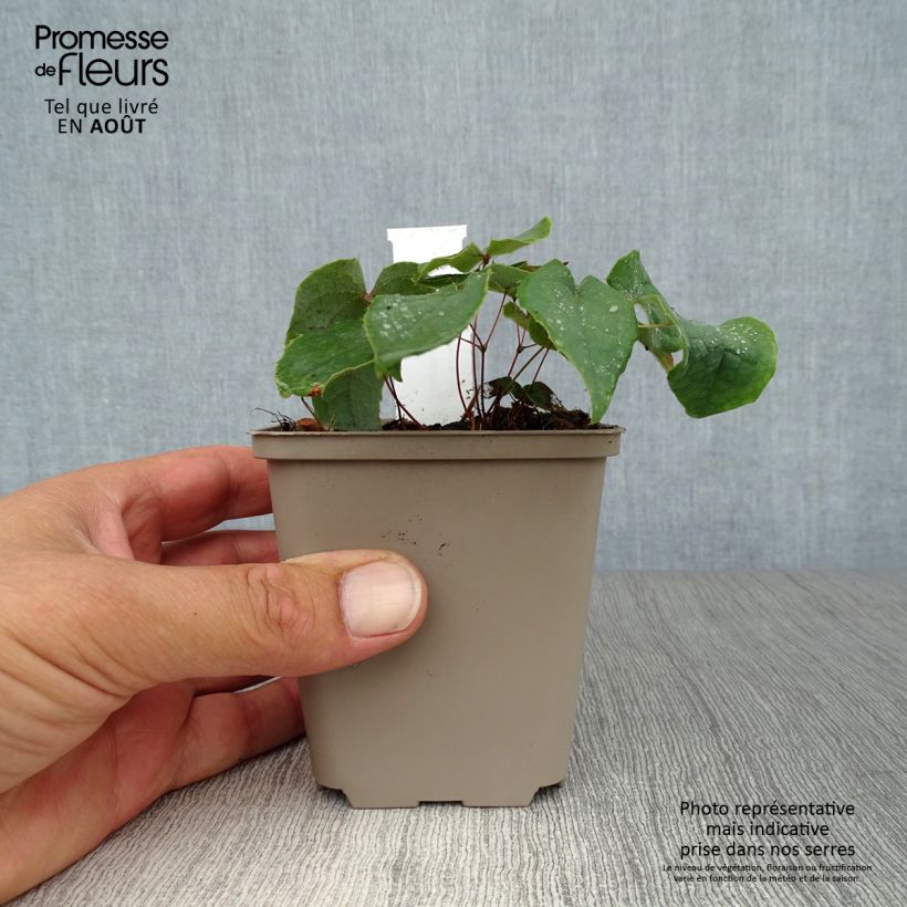 Spécimen de Epimedium brachyrrhizum - Fleur des Elfes Godet de 8/9 cm tel que livré en été