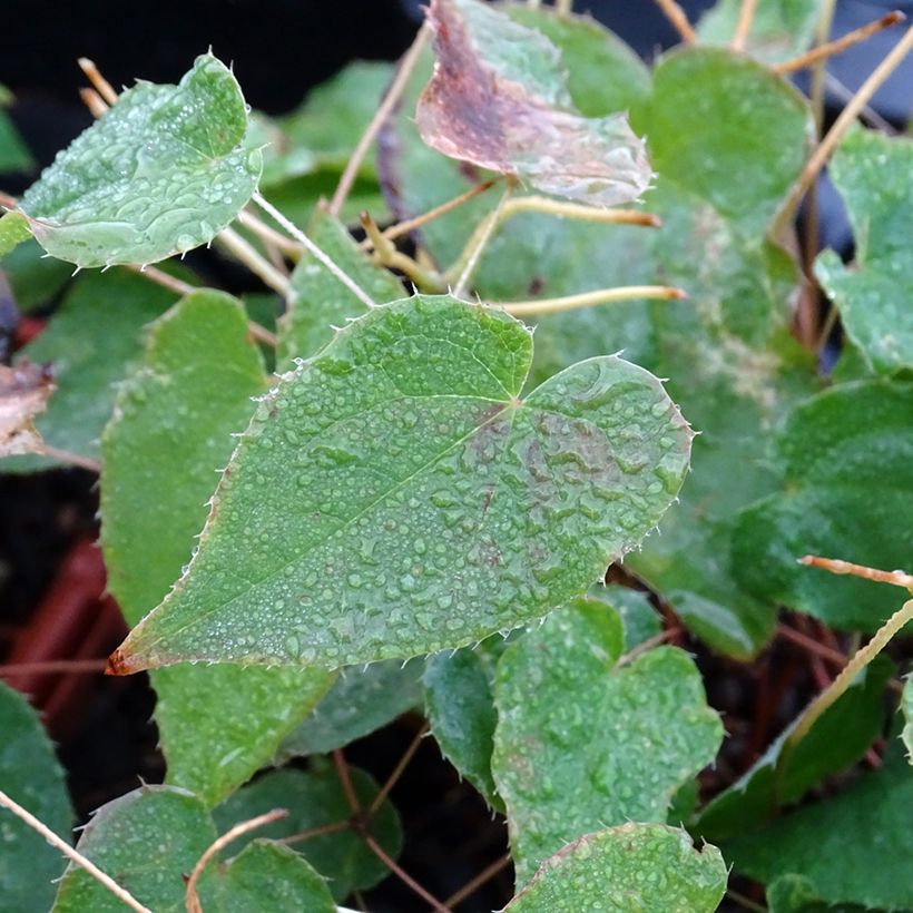 Epimedium rubrum Galadriel - Fleur des Elfes (Feuillage)