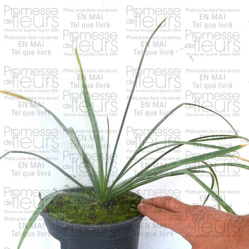 Exemple de spécimen de Eremurus Cléopatra - Lis des steppes Bulbe calibre I tel que livré