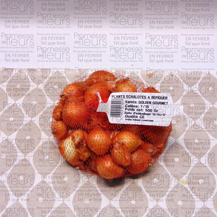 Exemple de spécimen de Echalote Golden Gourmet - Allium cepa Pièce calibre 7/15 mm, Sac de 500g tel que livré