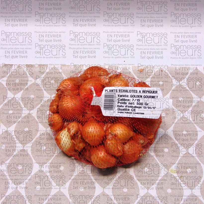Exemple de spécimen de Echalote Golden Gourmet - Allium cepa tel que livré