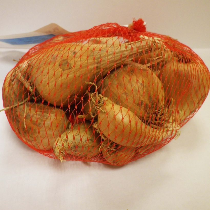 Exemple de spécimen de Echalote Griselle en plants (plantation d'automne) - sac de 500g tel que livré