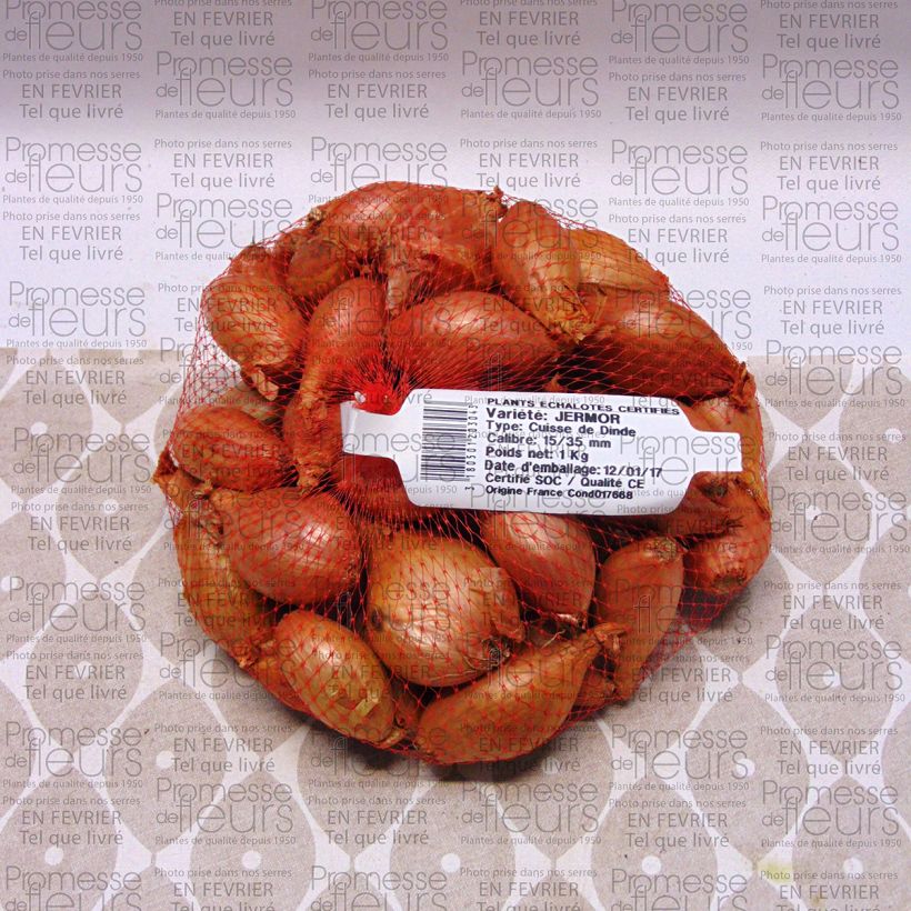 Exemple de spécimen de Echalote Jermor en plants Pièce, Sac de 1Kg (env. 40 plants) tel que livré