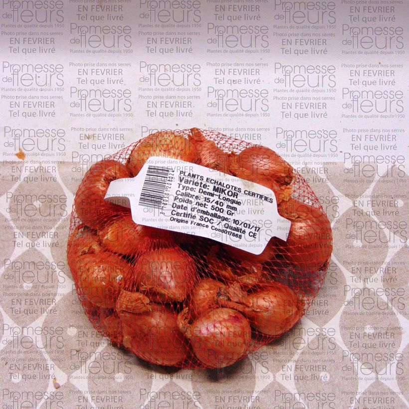 Exemple de spécimen de Echalote Mikor- Allium cepa en plants Pièce calibre 15/40 mm, Sac de 500g tel que livré