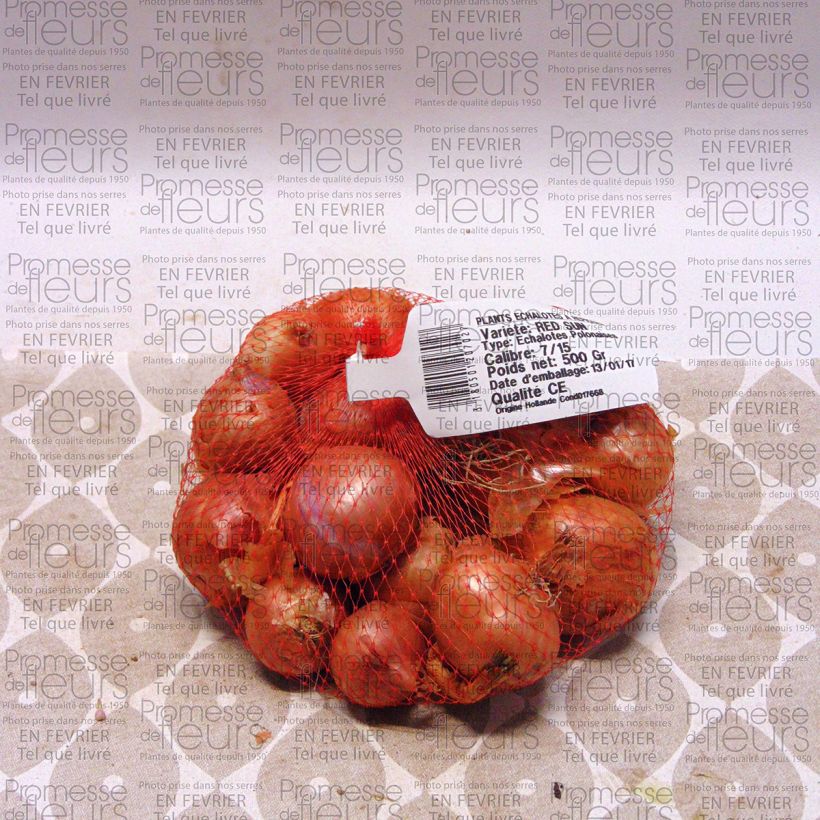Exemple de spécimen de Echalote Red Sun - Allium cepa en plants Pièce calibre 7/15 mm, Sac de 500g tel que livré