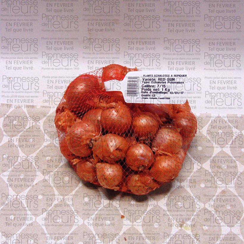 Exemple de spécimen de Echalote Red Sun - Allium cepa en plants Pièce calibre 7/15 mm, Sac de 1Kg (env. 40 plants) tel que livré
