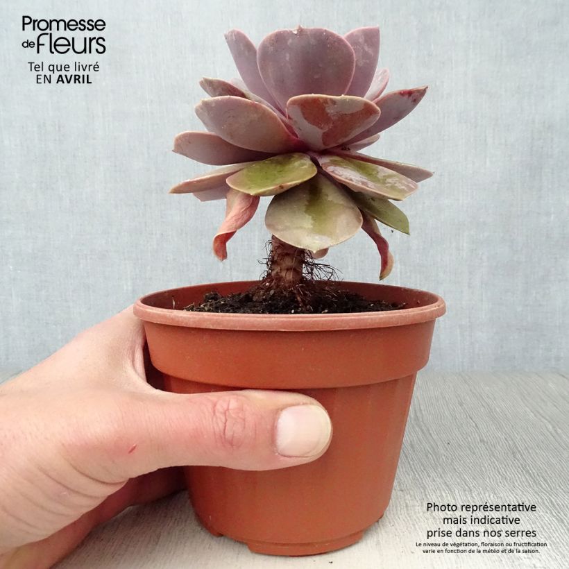 Spécimen de Echeveria Perle Von Nürnberg Pot de 13 cm tel que livré au printemps
