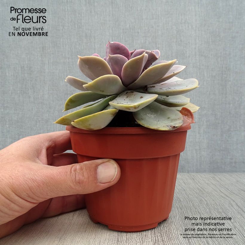 Spécimen de Echeveria Perle Von Nürnberg Pot de 12 cm / 13 cm tel que livré en automne