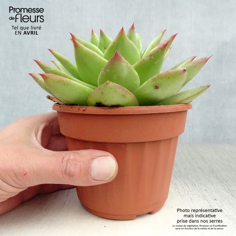 Spécimen de Echeveria agavoides Ebony Pot de 13 cm tel que livré au printemps