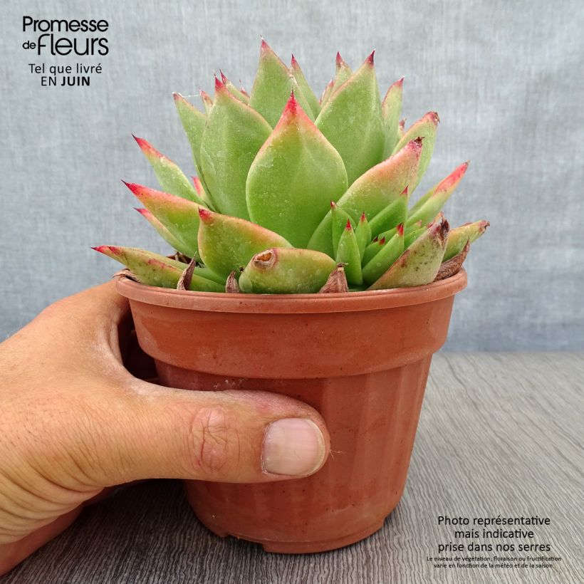 Spécimen de Echeveria agavoides Ebony Pot de 12 cm / 13 cm tel que livré en été