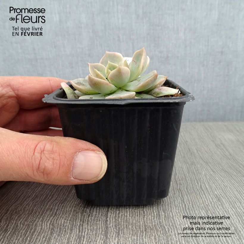 Spécimen de Echeveria derenbergii  Godet de 8/9 cm tel que livré en hiver