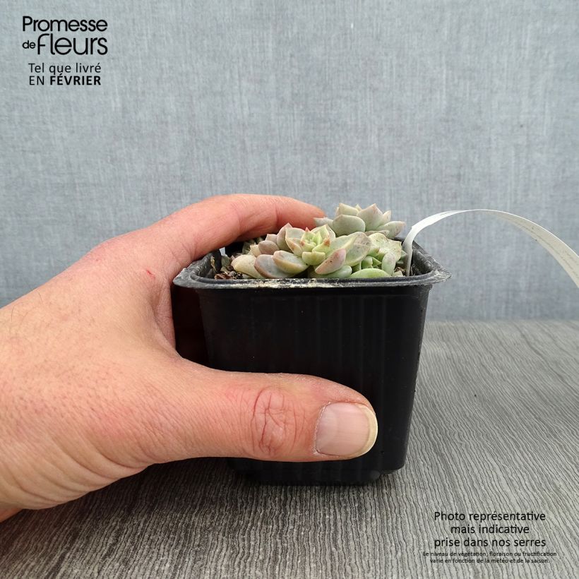 Spécimen de Echeveria elegans Rose tel que livré en hiver