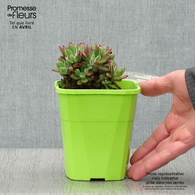 Spécimen de Echeveria hybride Devotion Pot de 1L/1,5L tel que livré au printemps