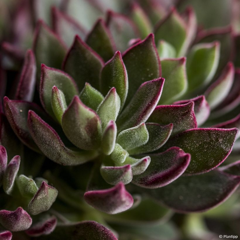 Echeveria hybride Devotion (Feuillage)