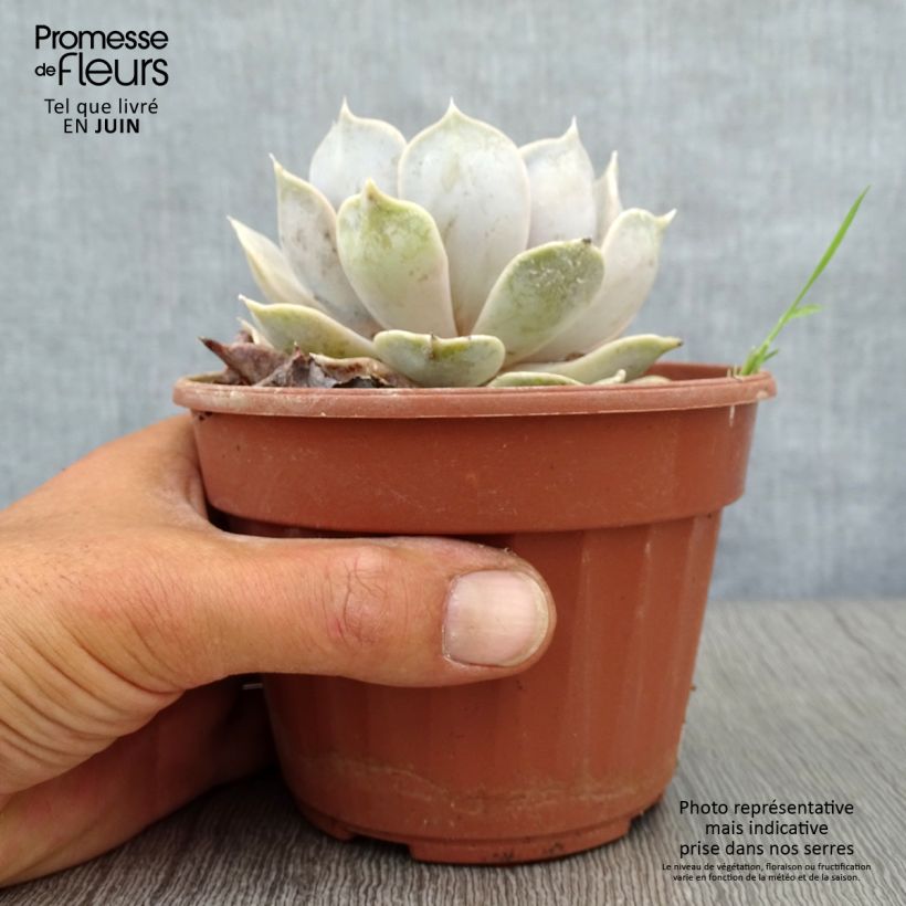 Spécimen de Echeveria lilacina Pot de 12 cm / 13 cm tel que livré en été