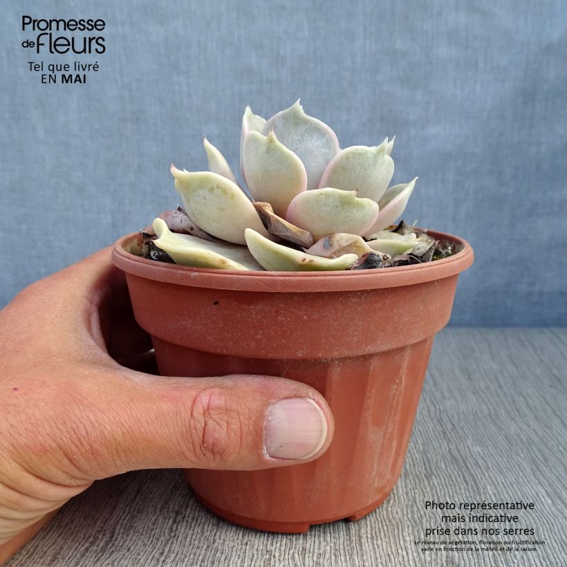 Spécimen de Echeveria lilacina Pot de 13 cm tel que livré au printemps