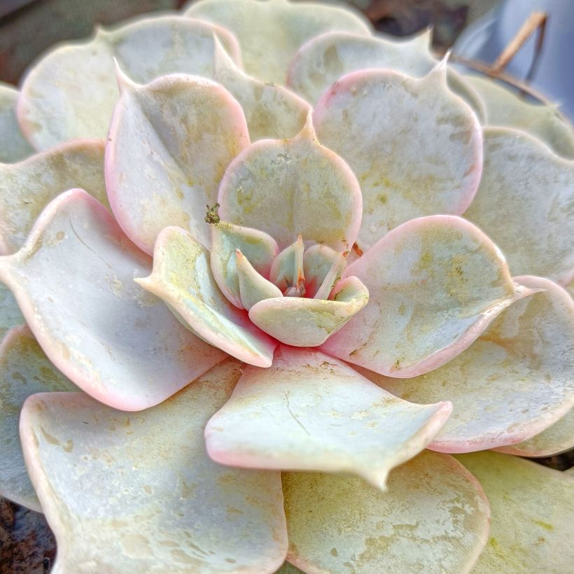 Echeveria lilacina (Feuillage)