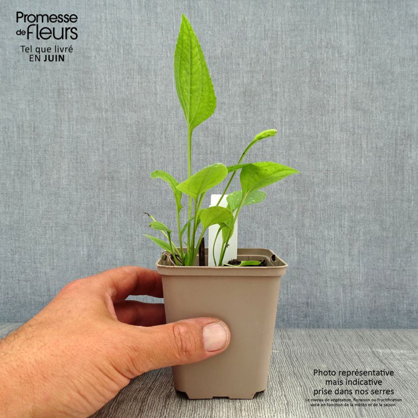 Spécimen de Echinacea Aloha - Echinacée Godet de 8/9 cm tel que livré en été