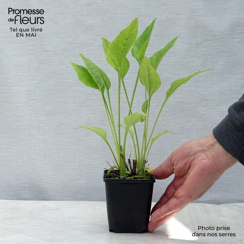Spécimen de Echinacea Aloha - Echinacée Godet de 9cm tel que livré au printemps