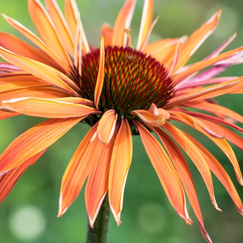 Echinacea Art s Pride - Echinacée (Floraison)