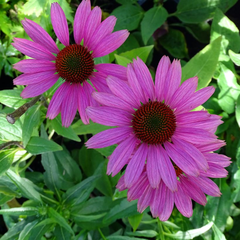 Echinacea Avalanche - Echinacée (Floraison)