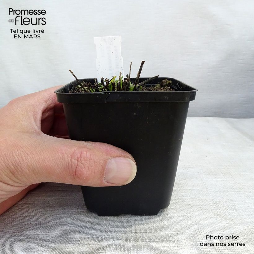 Spécimen de Echinacea Avalanche - Echinacée Godet de 9cm tel que livré au printemps