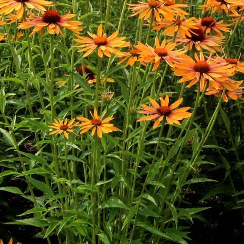 Echinacea Big Kahuna - Echinacée (Feuillage)