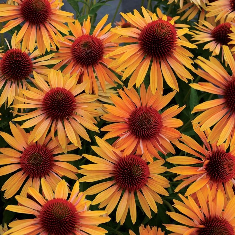 Echinacea Big Kahuna - Echinacée (Floraison)