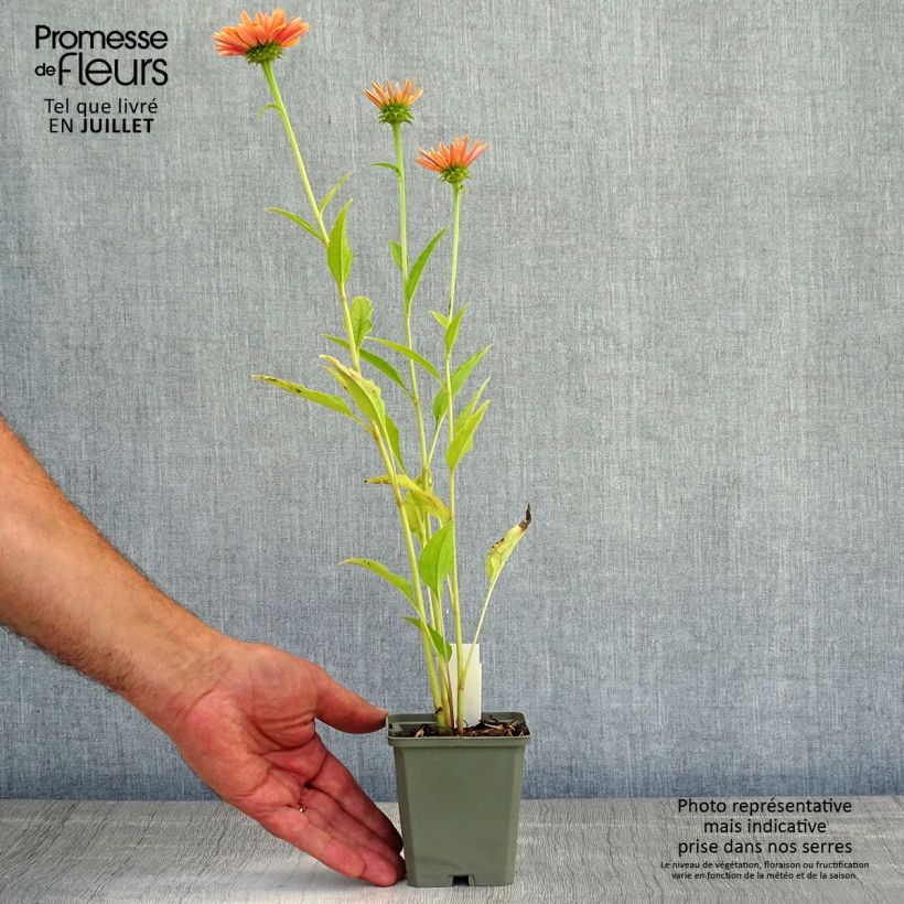 Spécimen de Echinacea Big Kahuna - Echinacée Godet de 8/9 cm tel que livré en été