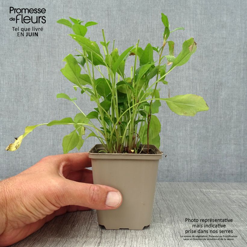 Spécimen de Echinacea Butterfly Kisses - Echinacée Godet de 8/9 cm tel que livré en été