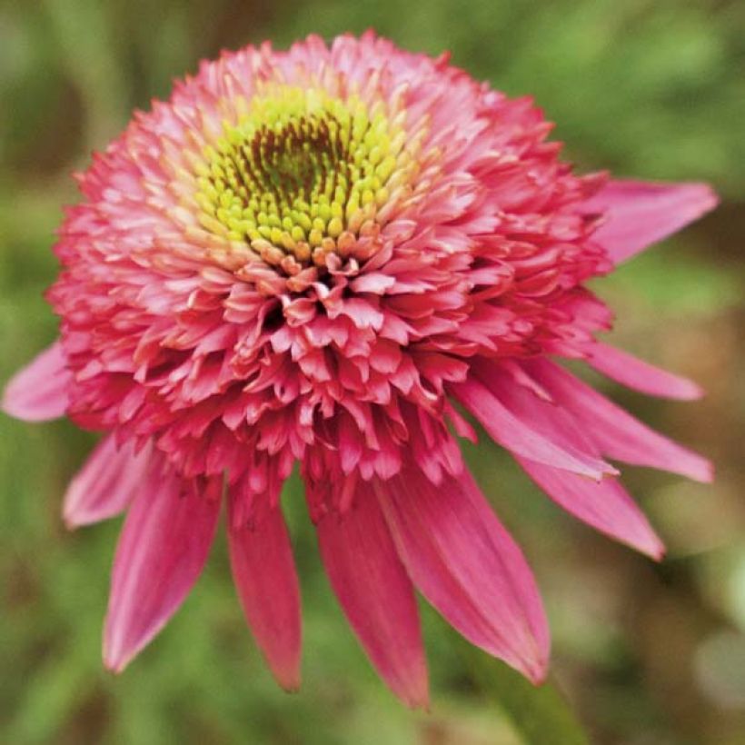 Echinacea Catharina - Echinacée (Floraison)