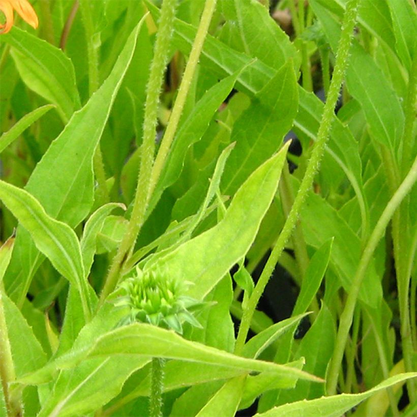 Echinacea Colourburst Orange - Echinacée (Feuillage)