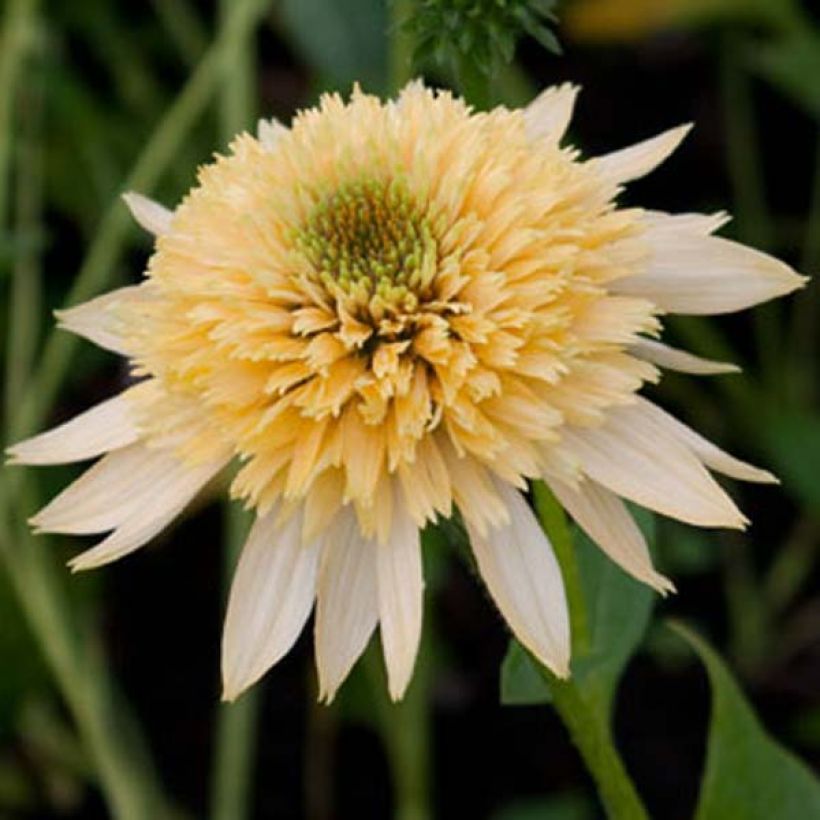 Echinacea Coupe Soleil - Echinacée (Floraison)