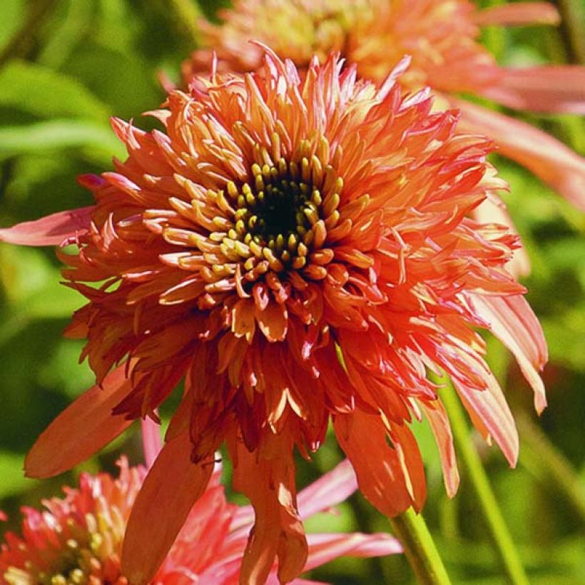 Echinacea Cranberry Cupcake - Echinacée (Floraison)