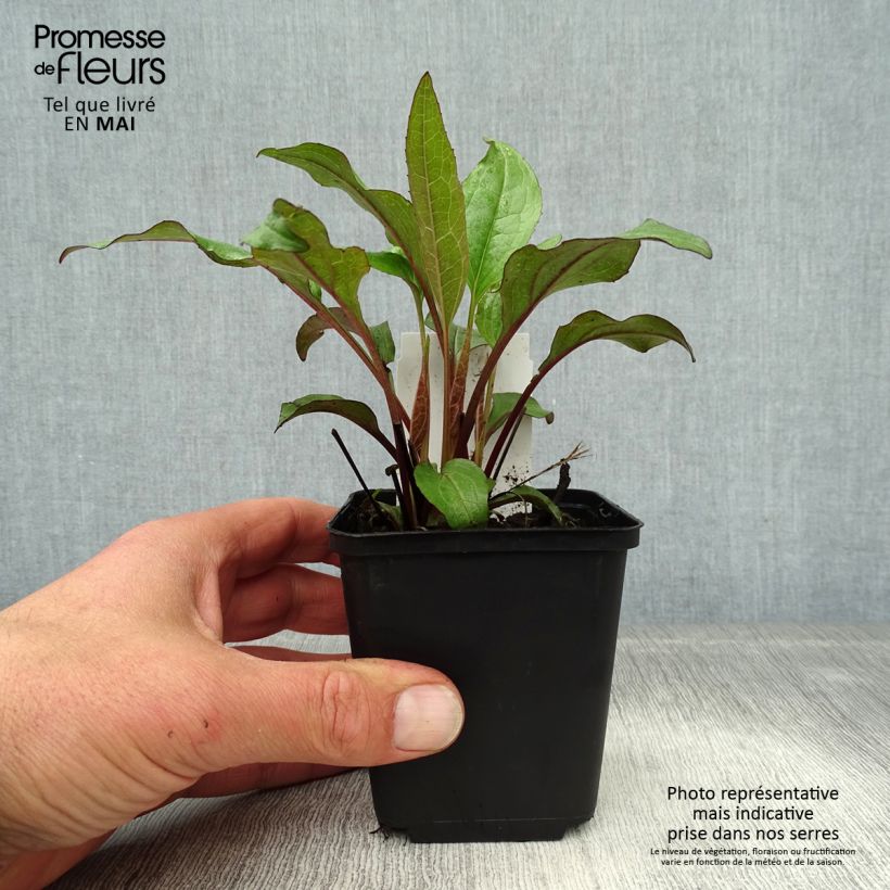 Spécimen de Echinacea Fatal Attraction - Echinacée Godet de 9cm tel que livré au printemps