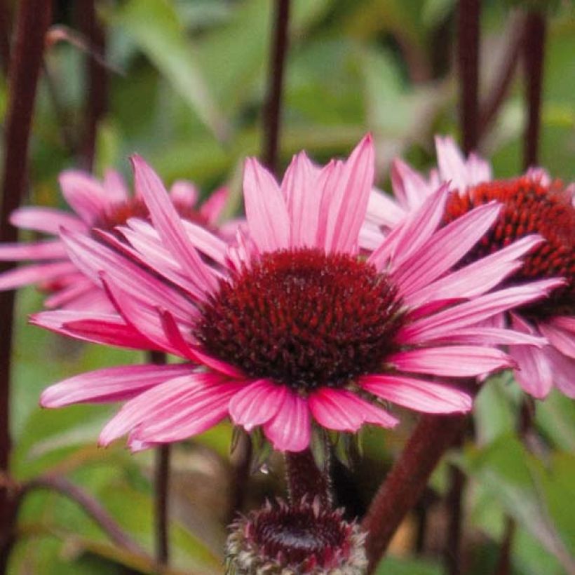 Echinacea Fatal Attraction - Echinacée (Floraison)