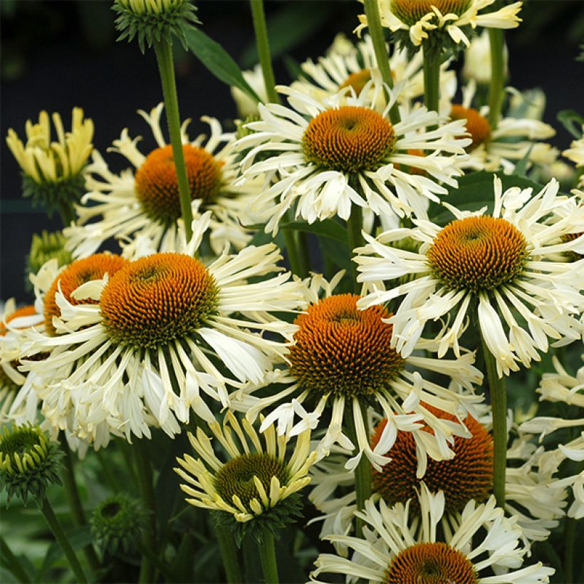 Echinacea Ferris Wheels - Echinacée (Floraison)