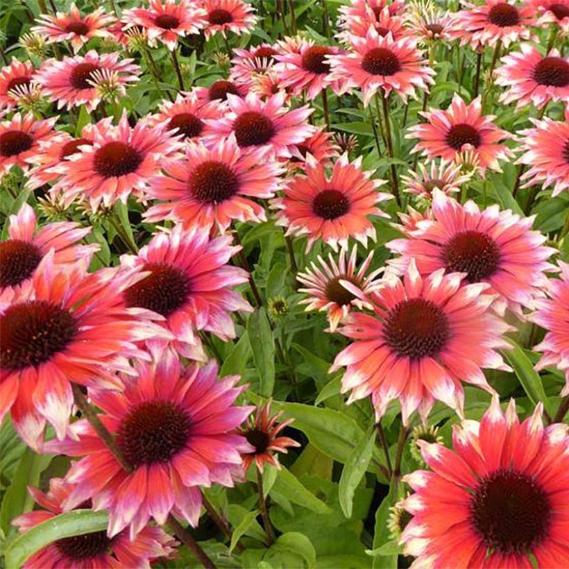 Echinacea Supreme Flamingo (Floraison)